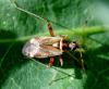 Closterotomus fulvomaculatus